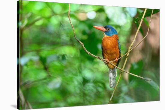 Green-backed kingfisher perched on vine, Indonesia-Nick Garbutt-Stretched Canvas