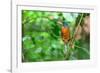 Green-backed kingfisher perched on vine, Indonesia-Nick Garbutt-Framed Photographic Print