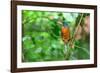 Green-backed kingfisher perched on vine, Indonesia-Nick Garbutt-Framed Photographic Print