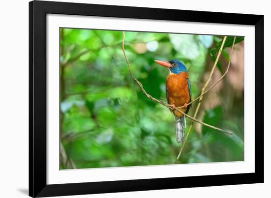 Green-backed kingfisher perched on vine, Indonesia-Nick Garbutt-Framed Photographic Print