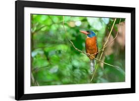 Green-backed kingfisher perched on vine, Indonesia-Nick Garbutt-Framed Photographic Print