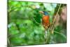 Green-backed kingfisher perched on vine, Indonesia-Nick Garbutt-Mounted Photographic Print