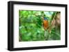 Green-backed kingfisher perched on vine, Indonesia-Nick Garbutt-Framed Photographic Print
