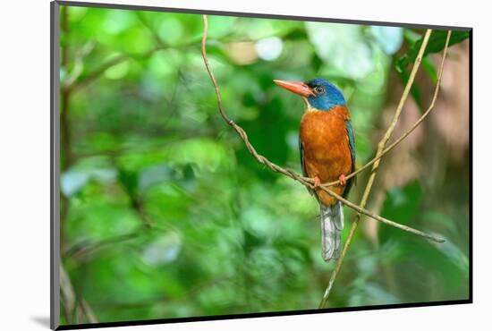 Green-backed kingfisher perched on vine, Indonesia-Nick Garbutt-Mounted Photographic Print