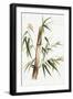 Green Bamboo II-Eva Watts-Framed Art Print