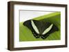 Green Banded Peacock Butterfly-Klaus Honal-Framed Photographic Print