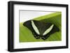 Green Banded Peacock Butterfly-Klaus Honal-Framed Photographic Print