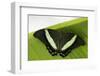 Green Banded Peacock Butterfly-Klaus Honal-Framed Photographic Print