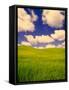 Green Barley Field and Clouds, Palouse, Washington, USA-Terry Eggers-Framed Stretched Canvas