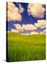 Green Barley Field and Clouds, Palouse, Washington, USA-Terry Eggers-Stretched Canvas