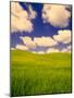 Green Barley Field and Clouds, Palouse, Washington, USA-Terry Eggers-Mounted Photographic Print