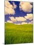 Green Barley Field and Clouds, Palouse, Washington, USA-Terry Eggers-Mounted Photographic Print
