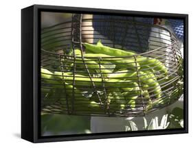 Green Beans in Vegetable Garden, Clos Des Iles, Le Brusc, Var, Cote d'Azur, France-Per Karlsson-Framed Stretched Canvas