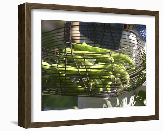 Green Beans in Vegetable Garden, Clos Des Iles, Le Brusc, Var, Cote d'Azur, France-Per Karlsson-Framed Photographic Print
