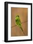 Green Bee-Eater (Merops orientalis), Bandhavgarh National Park, Madhya Pradesh, India, Asia-Sergio Pitamitz-Framed Photographic Print