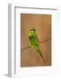 Green Bee-Eater (Merops orientalis), Bandhavgarh National Park, Madhya Pradesh, India, Asia-Sergio Pitamitz-Framed Photographic Print