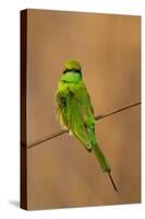 Green Bee-Eater (Merops orientalis), Bandhavgarh National Park, Madhya Pradesh, India, Asia-Sergio Pitamitz-Stretched Canvas