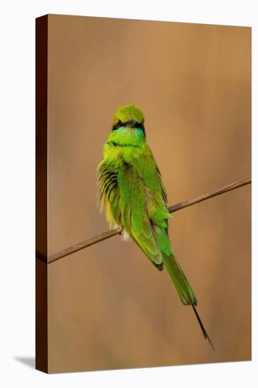 Green Bee-Eater (Merops orientalis), Bandhavgarh National Park, Madhya Pradesh, India, Asia-Sergio Pitamitz-Stretched Canvas