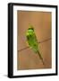 Green Bee-Eater (Merops orientalis), Bandhavgarh National Park, Madhya Pradesh, India, Asia-Sergio Pitamitz-Framed Photographic Print