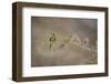 Green Bee Eater, Ranthambhore National Park, Rajasthan, India, Asia-Janette Hill-Framed Photographic Print