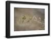 Green Bee Eater, Ranthambhore National Park, Rajasthan, India, Asia-Janette Hill-Framed Photographic Print