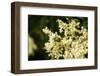 green beetle on white elder flower-Mandy Stegen-Framed Photographic Print