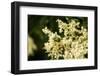 green beetle on white elder flower-Mandy Stegen-Framed Photographic Print