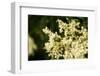 green beetle on white elder flower-Mandy Stegen-Framed Photographic Print