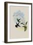 Green-Bellied Amazili, Amazilia Viridigaster-John Gould-Framed Giclee Print