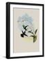 Green-Bellied Amazili, Amazilia Viridigaster-John Gould-Framed Giclee Print