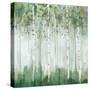 Green Birch Forest-Ian C-Stretched Canvas