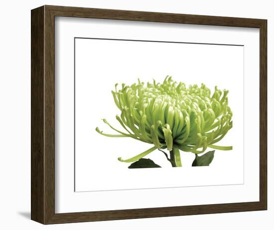 Green Bloom 1-Jenny Kraft-Framed Art Print