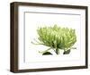 Green Bloom 1-Jenny Kraft-Framed Art Print