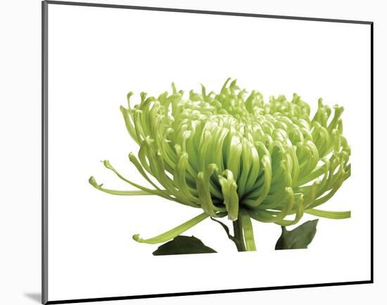 Green Bloom 1-Jenny Kraft-Mounted Art Print