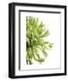 Green Bloom 2-Jenny Kraft-Framed Art Print