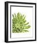 Green Bloom 3 (detail)-Jenny Kraft-Framed Art Print