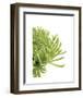 Green Bloom 4-Jenny Kraft-Framed Art Print