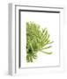 Green Bloom 4-Jenny Kraft-Framed Art Print