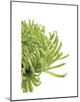 Green Bloom 4-Jenny Kraft-Mounted Art Print