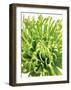 Green Bloom 5-Jenny Kraft-Framed Art Print