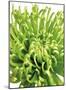 Green Bloom 5-Jenny Kraft-Mounted Art Print
