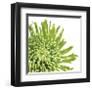 Green Bloom III (detail)-Jenny Kraft-Framed Giclee Print