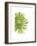 Green Bloom III-Jenny Kraft-Framed Giclee Print