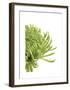 Green Bloom IV-Jenny Kraft-Framed Giclee Print