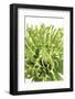 Green Bloom V-Jenny Kraft-Framed Giclee Print