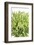 Green Bloom V-Jenny Kraft-Framed Giclee Print