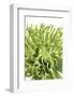 Green Bloom V-Jenny Kraft-Framed Giclee Print