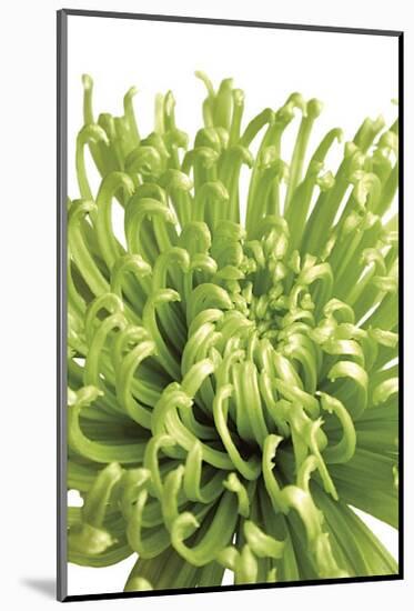 Green Bloom V-Jenny Kraft-Mounted Giclee Print