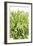 Green Bloom V-Jenny Kraft-Framed Giclee Print