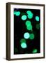 Green Bokeh-Erin Berzel-Framed Photographic Print